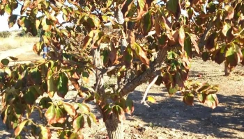 Coalmar Fruits, S.coop.v. Centro 2 - 46197 Alfarb