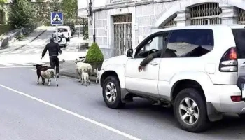 Cooperativa Agrícola Allandesa (Pola de Allande) - Pola De Allande