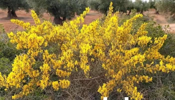 Olivos Valdaracete - Valdaracete