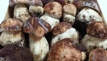 Productos silvestres Mc (Boletus) - Navasfrías