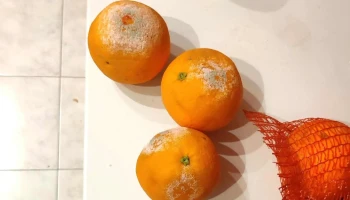 Venta de Naranjas - Palencia