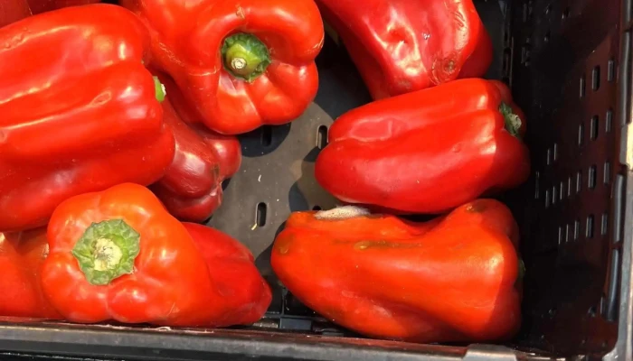 Alcampo Supermercado -  Comentarios - Gijón