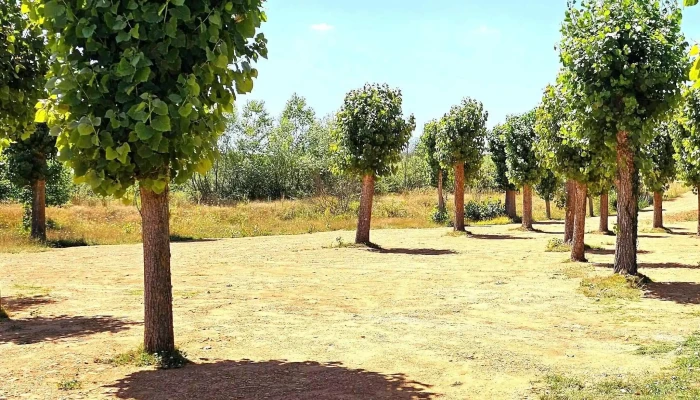 Area Recreativa Pino Del Rio Ubicacion - Pino del Río