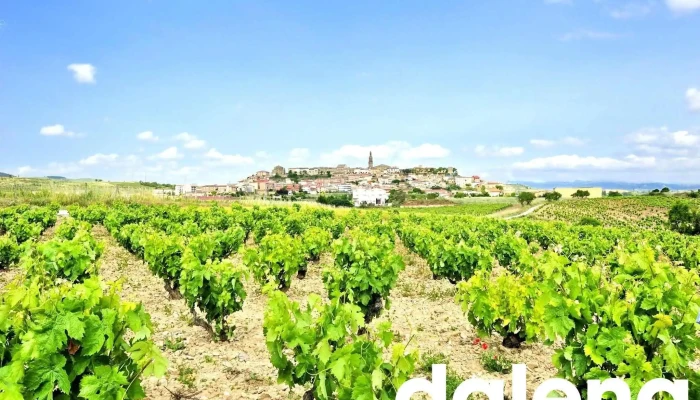 Bodegas Betolaza - 12