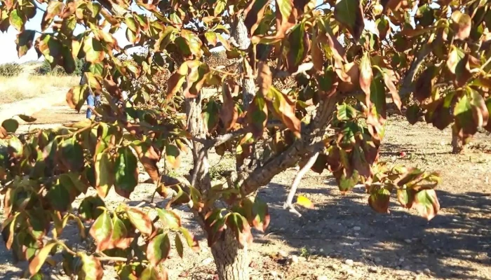 Coalmar Fruits, S.coop.v. Centro 2 - 46197 Alfarb