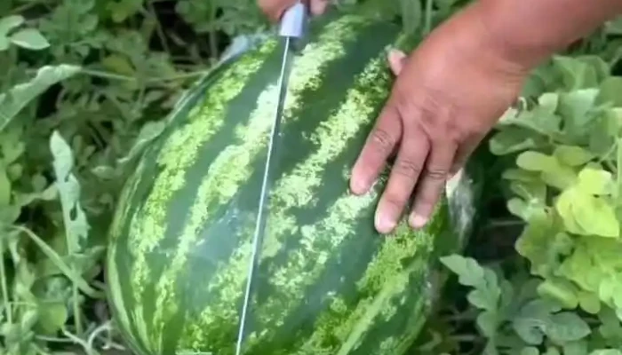 Fruteria Mohamed Videos - La Cabrera