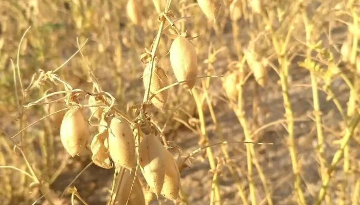 Garbanzos Davila Abierto Ahora - Paradinas de San Juan
