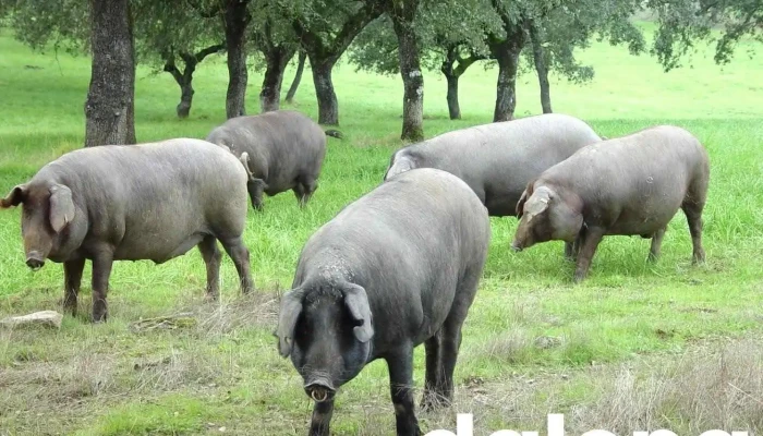 Ibéricos Disblanca - Béjar