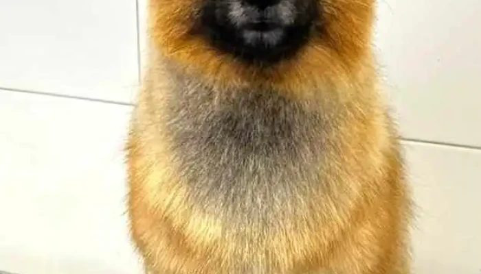 Kiwoko Mundo Animal Del Propietario - Torrejón de Ardoz