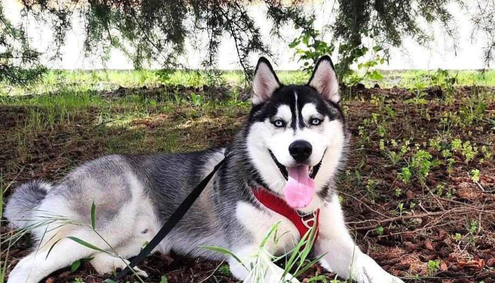 Kiwoko Mundo Animal Perro - Zamora