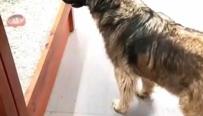 Kiwoko Mundo Animal Videos - Paredes