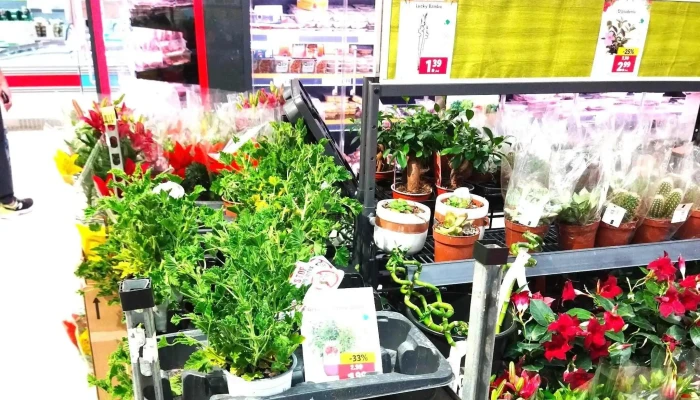 Lidl -  Precios - Madrid