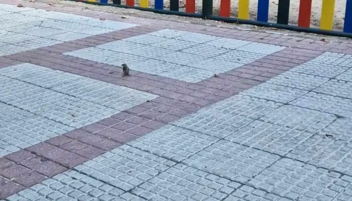 Mercadona -  Videos - Alcorcón