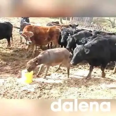 Mercadona -  Videos - Asturias