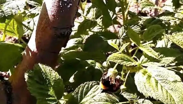 Mermeladas La Aldea -  Videos - Aldeacipreste