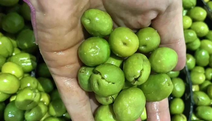 Olives Sanjuan - 8