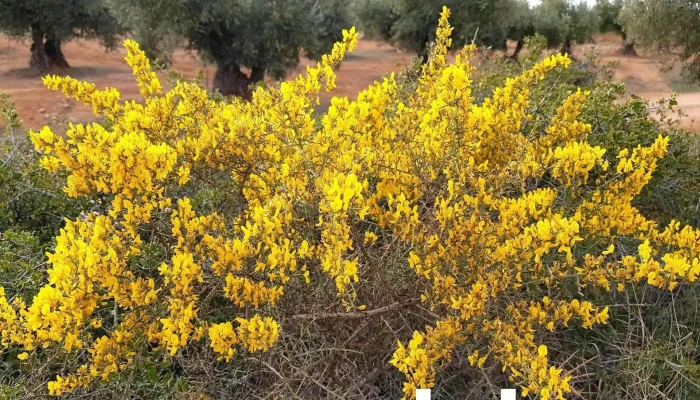 Olivos Valdaracete -  Catalogo - Valdaracete
