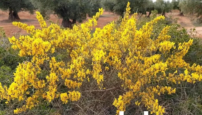 Olivos Valdaracete - Valdaracete
