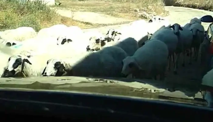 Quesos Campos Goticos Videos - Villerías de Campos